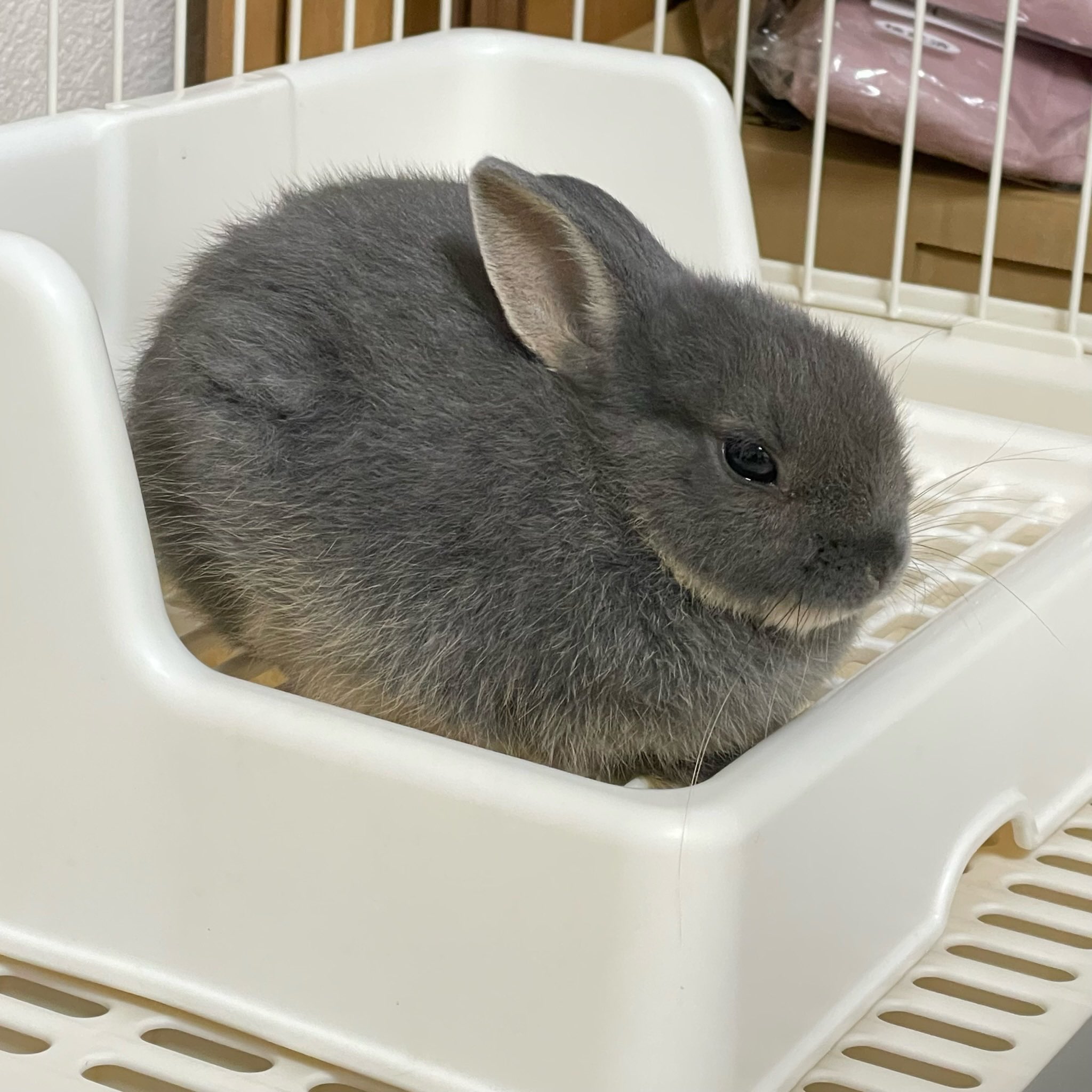まるうさぎ　❼点 うさぎのしっぽ / うさぎ紹介 ネザーランドドワーフ