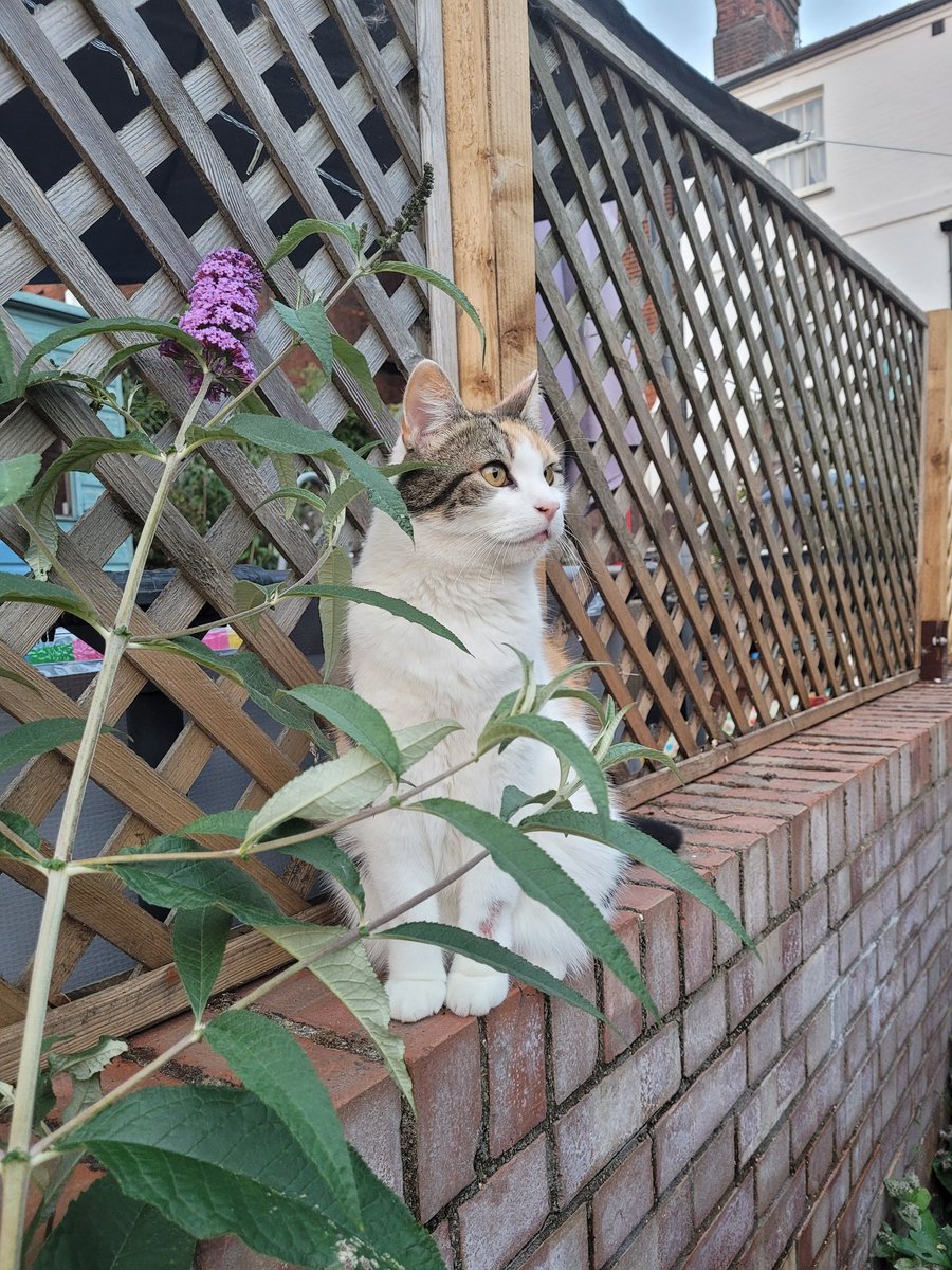 Our cat practising looking noble.
#CatsOfTwitter