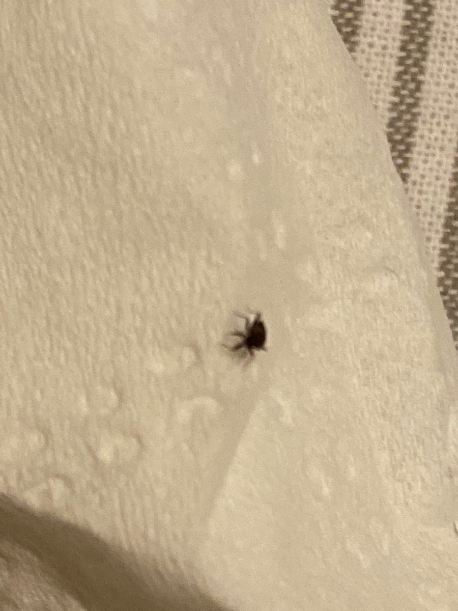 justinchander's tweet photo. @Airbnb At my airbnb in Ottawa 4 my vacation, the first night I was there I found there were bugs on the mattress &amp; they bit me, so I slept on the bathroom floor &amp; left the next day! The host &amp; #airbnb refused to refund or properly compensate me 4 this! #bugs #stay #vacation~ https://t.co/LGnPhkvQlT