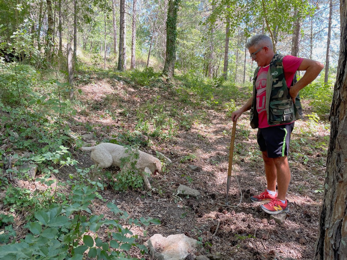 IntactProgetto's tweet image. On the 28th of July the #INTACTproject organised a field and farm visit at @giuliantartufi with Prof. Pablo Podadera (@InfoUMA), Dr Juan Martinez de Aragon, Rita Henriquez (@ctforestal), and people from @UniperugiaNews, @CIAUmbria, @CNRsocial_, and Comune di Pietralunga.
