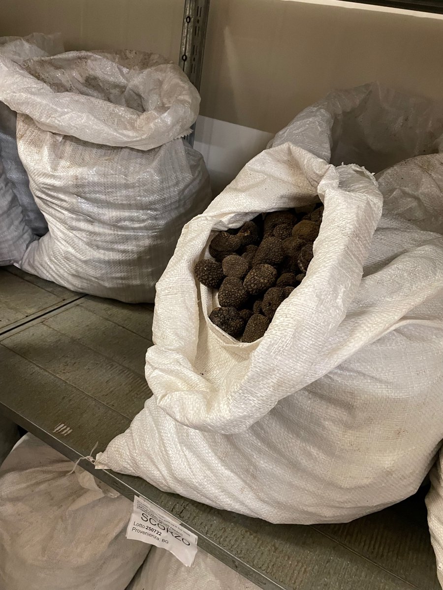 IntactProgetto's tweet image. On the 28th of July the #INTACTproject organised a field and farm visit at @giuliantartufi with Prof. Pablo Podadera (@InfoUMA), Dr Juan Martinez de Aragon, Rita Henriquez (@ctforestal), and people from @UniperugiaNews, @CIAUmbria, @CNRsocial_, and Comune di Pietralunga.