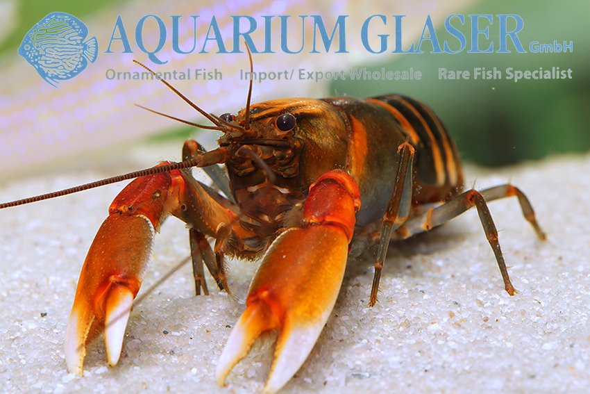 aquariumglaser's tweet photo. #Cherax #peknyi
find more details and pics @ https://t.co/kgExUnuDLM https://t.co/OXRPmM2nlc