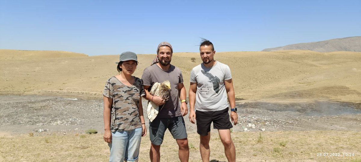DrRJBurnside's tweet photo. ‼️BREAKING NEWS! ‼️
An adult endangered Egyptian Vulture from Uzbekistan (Central Asia) has been satellite-tagged for the first time ever!

5 year old Female now called Sofia.

More details ➡️https://t.co/hYHVW6Tovv

Project supported by @_OSME @HawkConservancy @orientbirdclub https://t.co/KnjKZLstEN