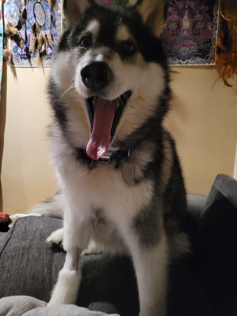 SpiciBoiRS's tweet photo. Good boi Beau finally feeling alot better after his hospital visit last week :) https://t.co/0iQEpgbPIY