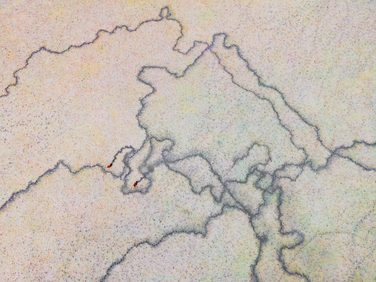 GM #NFTCommunity 

#RuddyShelduck couple and their tracks.
Have nice day!