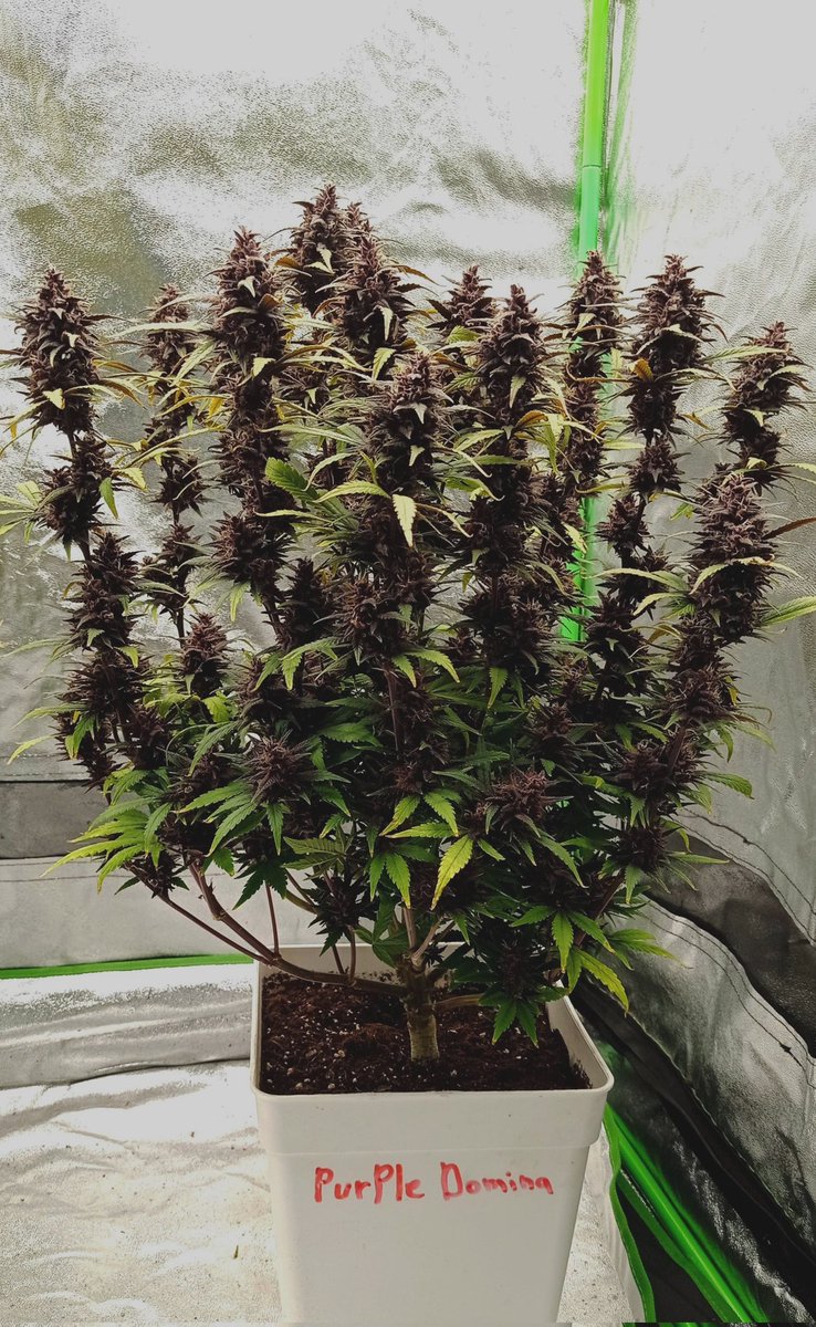 GrowerHaoss's tweet photo. Purple Domina • Anesia Seeds 
such colors 😍 https://t.co/3ughUl8i3W