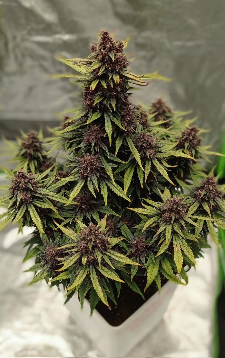 GrowerHaoss's tweet photo. Blackberry Moonrocks • Anesia Seeds
such colors 2 😍 https://t.co/ScFH8kTe8w