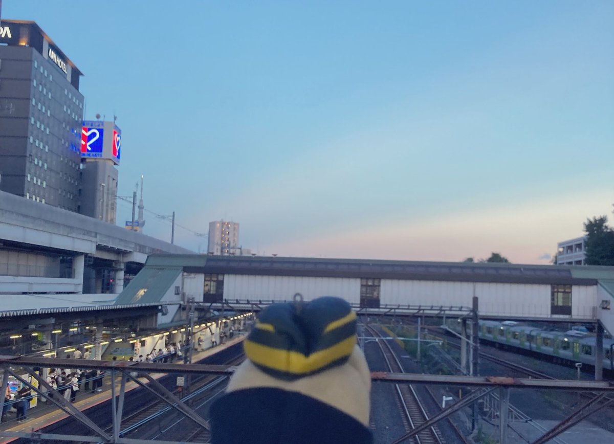 こいとさんを健気に探していたつきしまいぬ (@tsukishimainu) on Twitter photo 