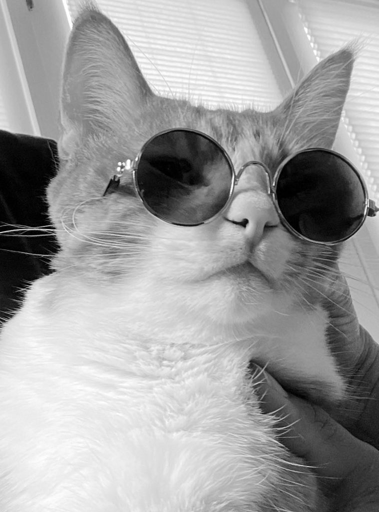 _Purrcy_'s tweet photo. #catsnoirfriday #CatsofTwittter #catsofinstagram https://t.co/l5yhwgC0kI