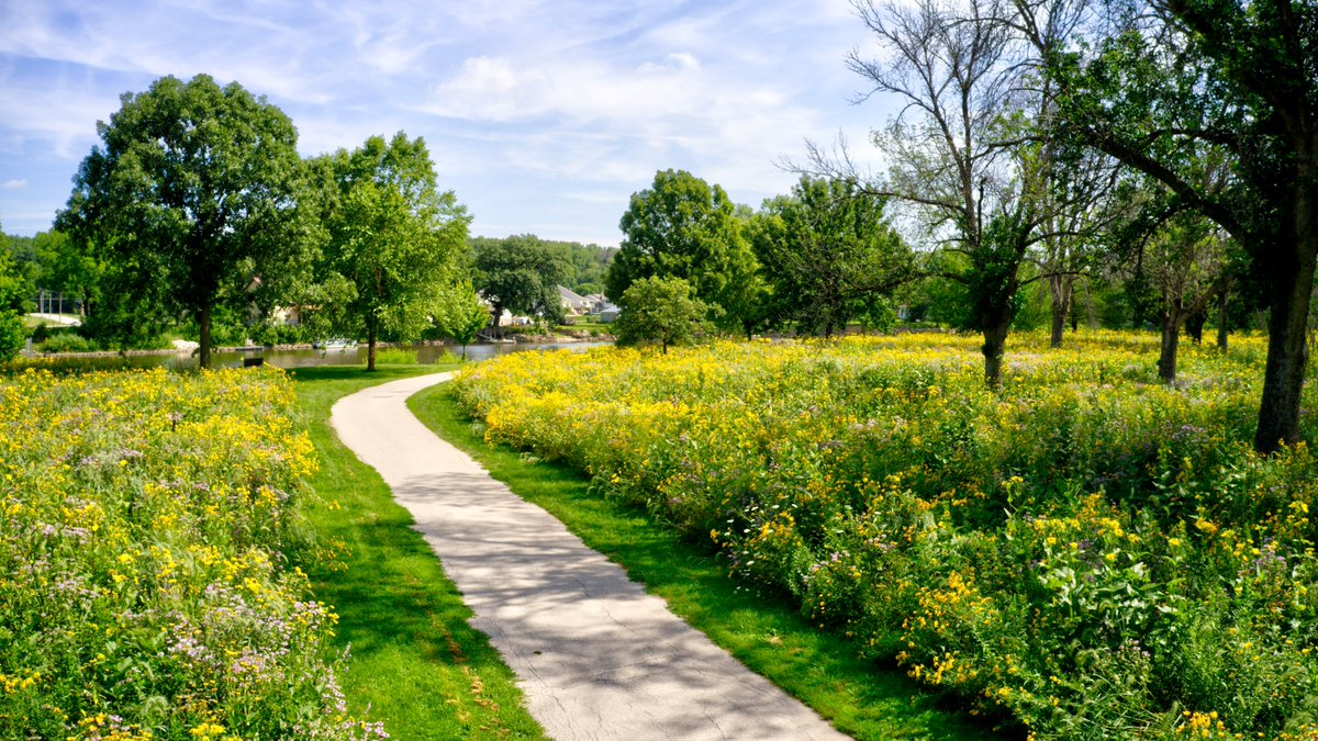 The prairie plantings in northern City Park are absolutely beautiful this time of year!