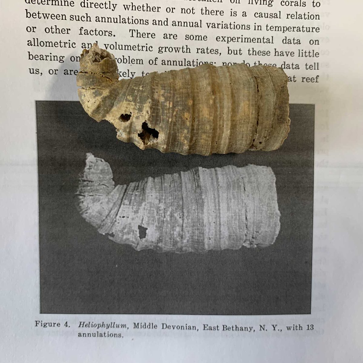 DigAtlasAncientLife tweet media