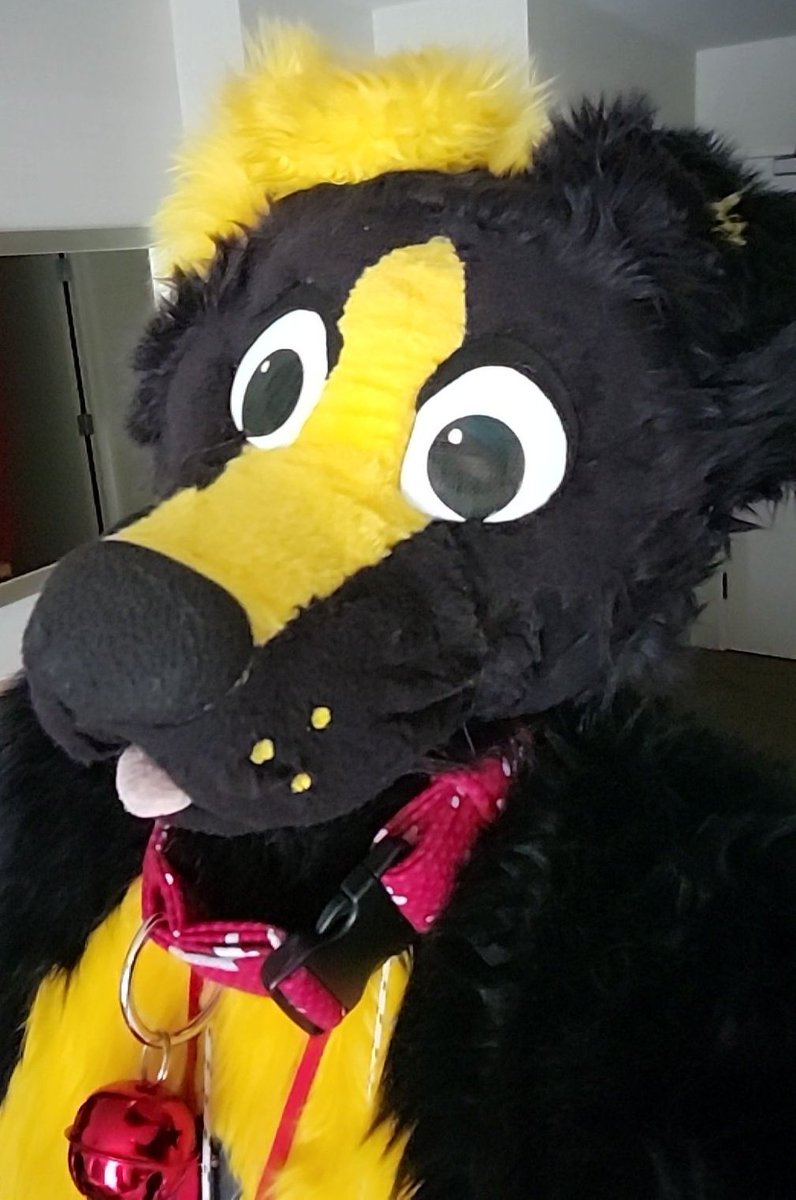 Suiting up and heading downstairs! Who wants some puppy hugs at #Canfurence #canfurence2022