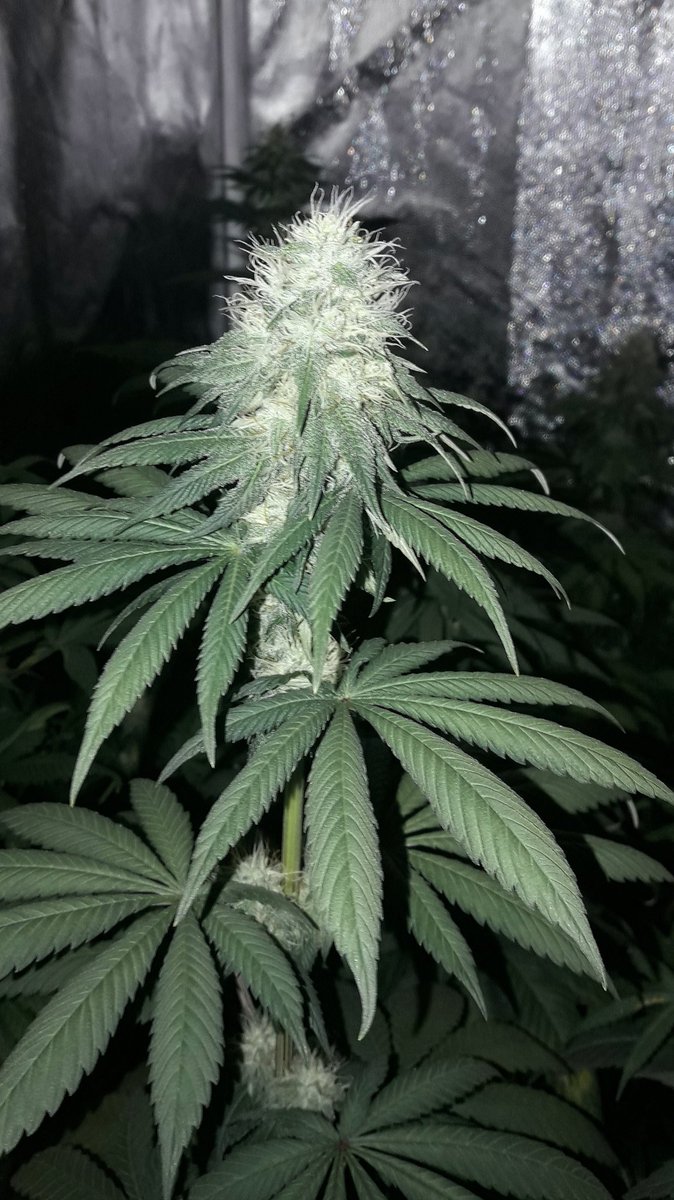 AdrycManellson's tweet photo. Weed fin de semana @BuddhaSeeds con unas #Gorila y #WeedingCheeseCake #Sust #CompleteMix #TopCrop durmiendo en su #PureTent #RefPet bajo #PureLedQ240Wts powered by @DPlantasur Os Deseamos mi Hada y yo desde #AdrycsCove.
Disfrutar de las Vacaciones
Paz y #SemisDeColección...🧚♂️😎 https://t.co/5EPHCyMySq