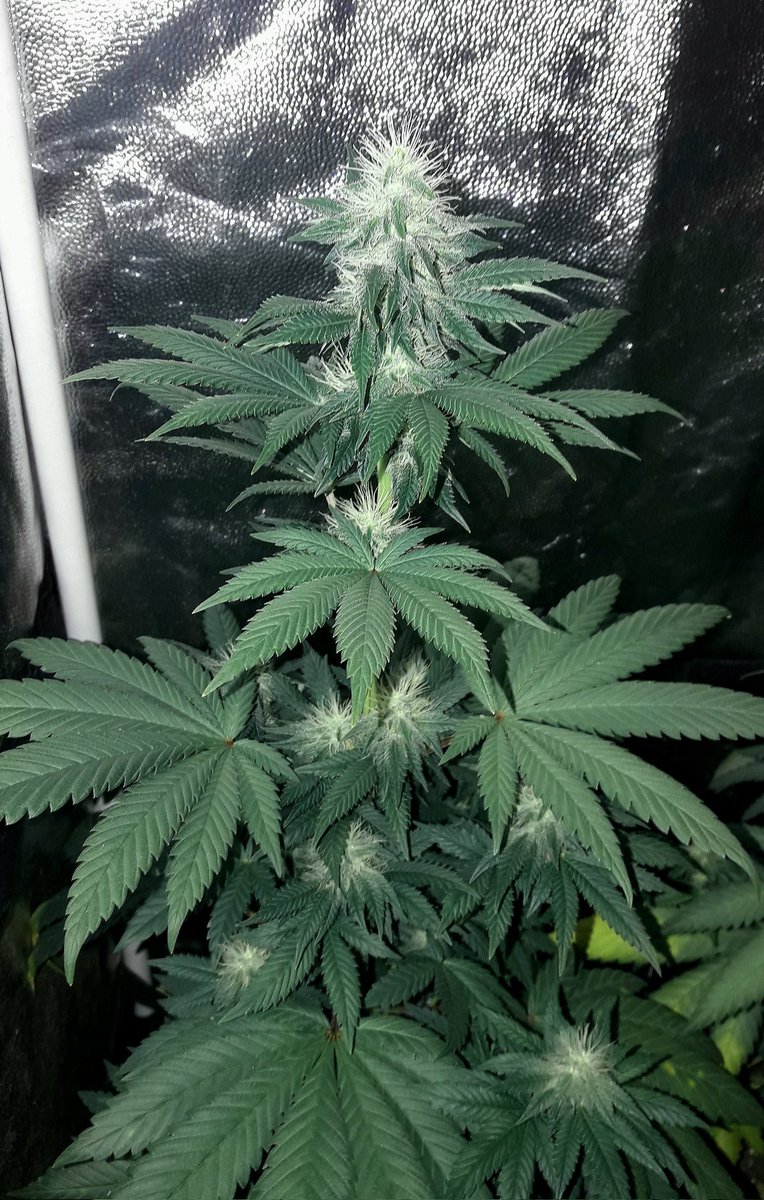 AdrycManellson's tweet photo. Weed fin de semana @BuddhaSeeds con unas #Gorila y #WeedingCheeseCake #Sust #CompleteMix #TopCrop durmiendo en su #PureTent #RefPet bajo #PureLedQ240Wts powered by @DPlantasur Os Deseamos mi Hada y yo desde #AdrycsCove.
Disfrutar de las Vacaciones
Paz y #SemisDeColección...🧚♂️😎 https://t.co/5EPHCyMySq