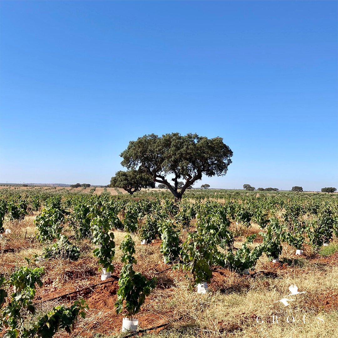The grafts we made in the spring (see here: tinyurl.com/5yx92m72) are already bearing their first fruits!