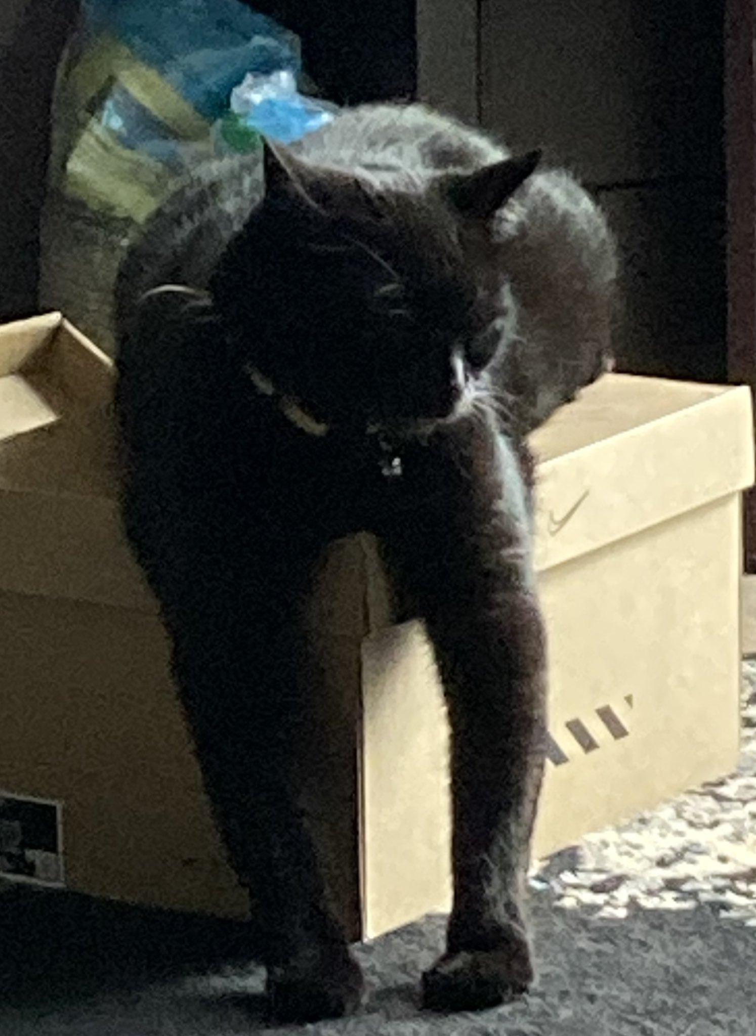 Insert trendy bandwagon topic with emojis here on Twitter "He’s