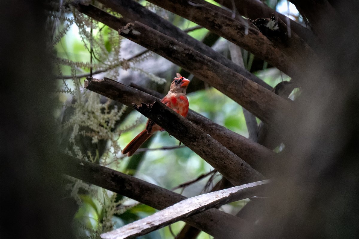 GF4Birds's tweet photo. I had to peek through a couple branches to check out this immature Cardinal!

#instabird #birdsofinstagram #birdstagram #birding #feathered #birdphotography #nature #floridabirds #florida #birds #bird #naturepics #sonya7iii #cardinal https://t.co/fOcoH7ym87