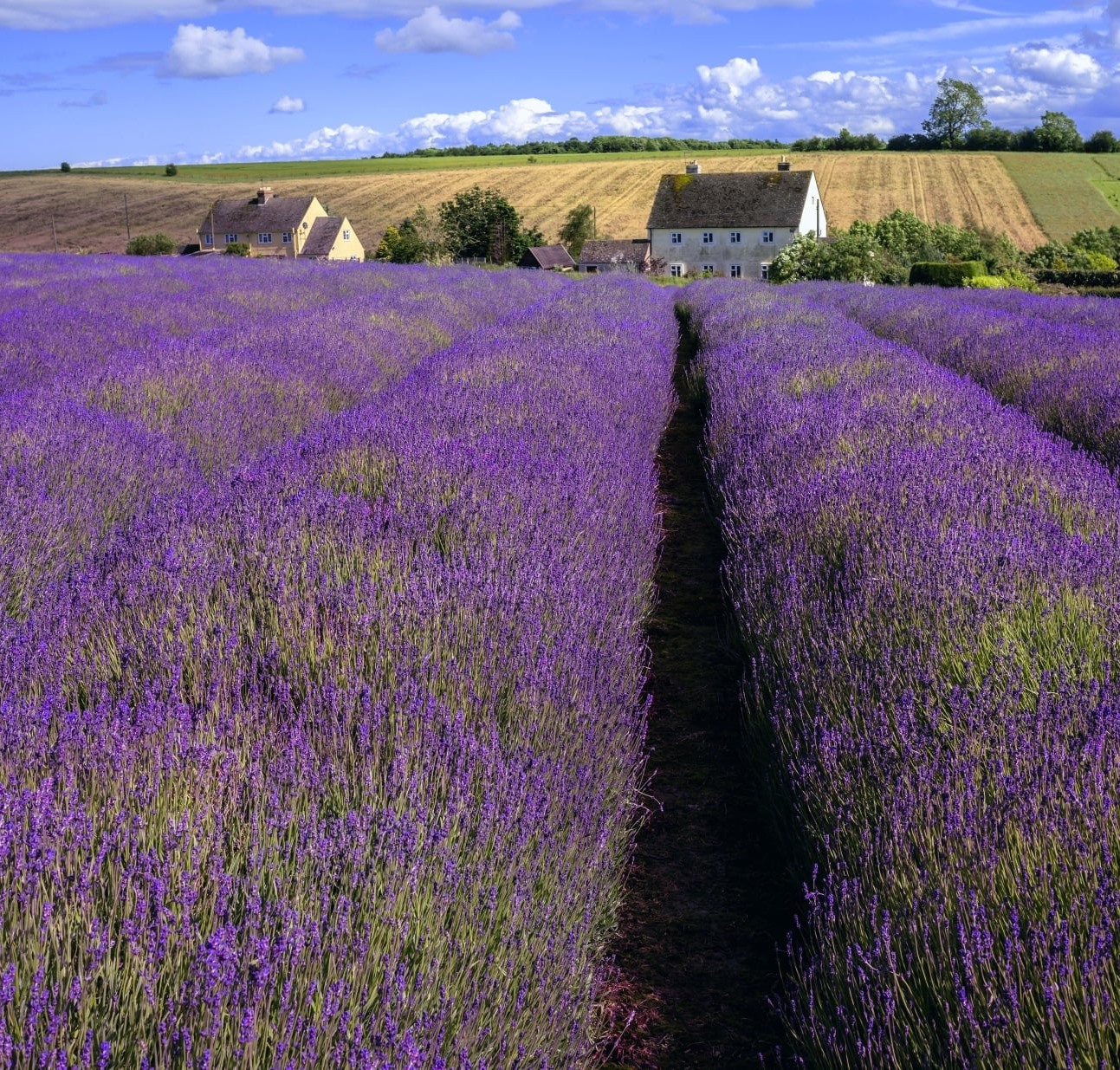 Cotswolds Distillery (Cotswoldistill) / Twitter