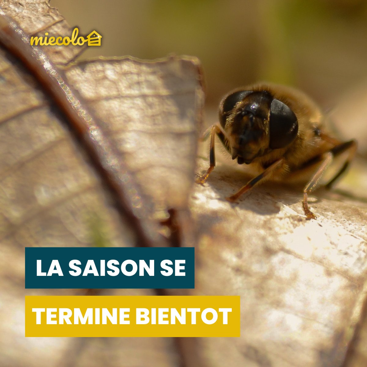 L'automne approche et les #abeilles commenceront prochainement à le ressentir 🐝

Il faut préparer les réserves de nourritures pour qu'elles survivent à la période hivernale !

Traitez également vos #ruches contre le #varroa, c'est le moment le plus simple pour le faire ⌚