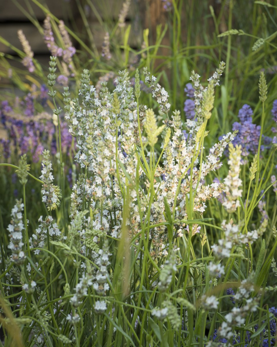 Whether potted up on a windowsill, used to line the edges of a path, or informally woven through a wildlife-friendly garden, lavenders are easy to grow and infinitely sought after. A fantastic plant to create a Mediterranean look . #MyCrocus #gardeninspiration #gardening