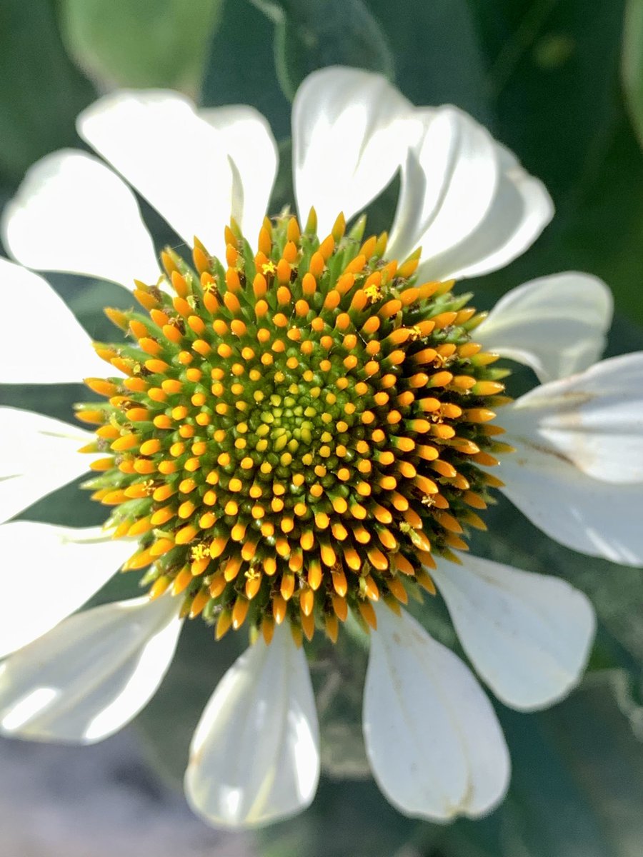 On my walk back from the coffee shop… #flowers #phoneshot #gardens #summer