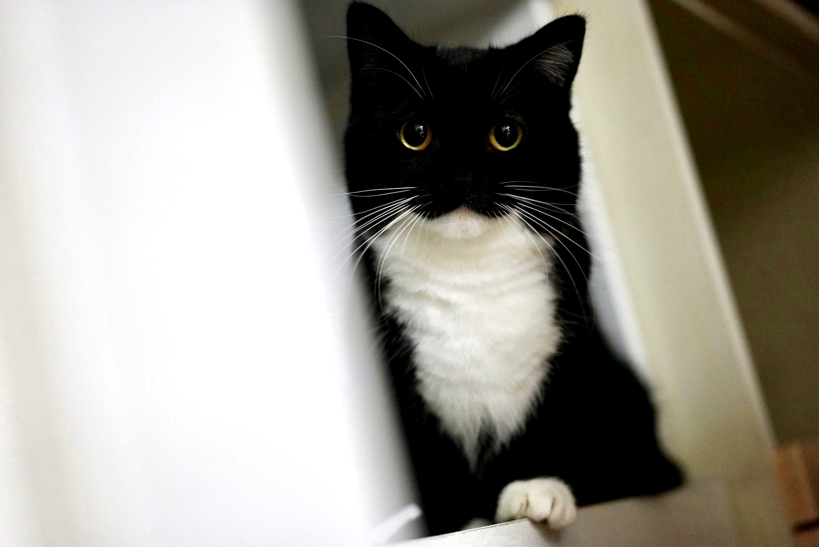 Follow うに ねこ休み展 S Unicouniuni3 Latest Tweets Twitter