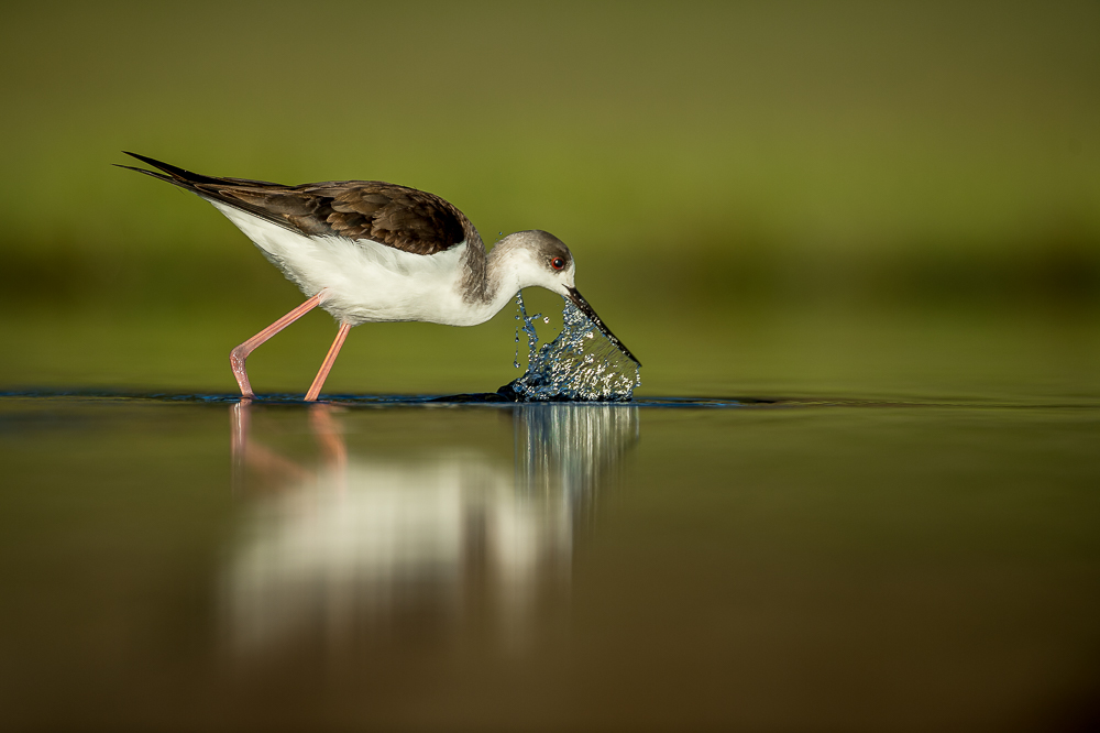 Cigüeñuela
#Extremadura 

birdinginextremadura.com  

<a href="/Extremadura_tur/">Extremadura Turismo</a> 

#CigüeñuelaComún
#HimantopusHimantopus
#BlackWingedStilt