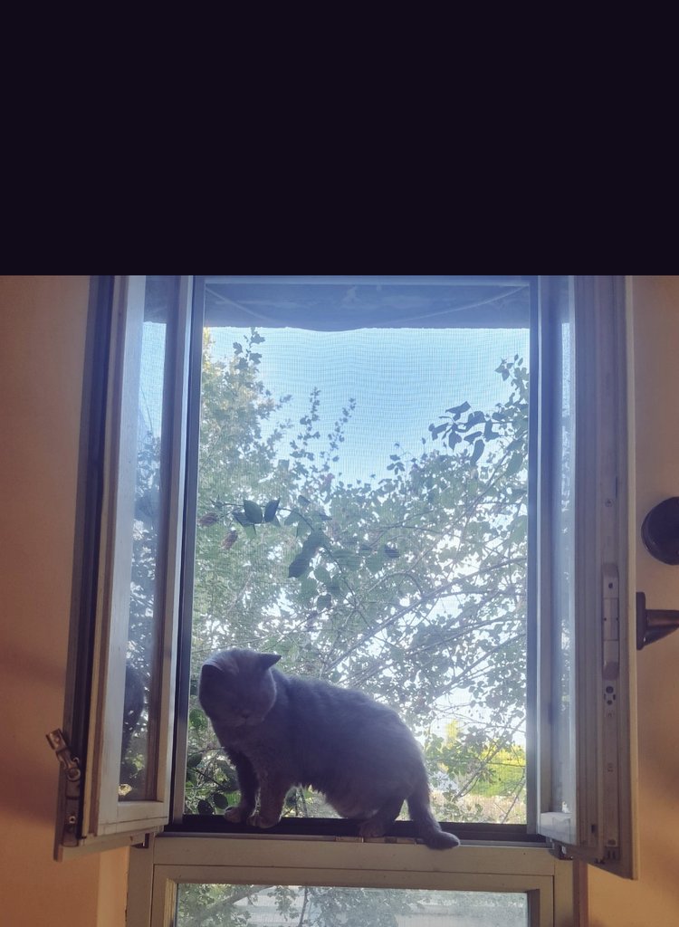 Daphna Canetti (@daphnacanetti) on Twitter photo <a href="/eriklg/">Erik Lin-Greenberg</a> <a href="/Delta/">Delta</a> This <a href="/PolPsyLabDC/">Political Psychology Lab</a> decision maker sends her warm meow <a href="/eriklg/">Erik Lin-Greenberg</a>🐱 <a href="/eriklg/">Erik Lin-Greenberg</a> <a href="/Delta/">Delta</a> This <a href="/PolPsyLabDC/">Political Psychology Lab</a> decision maker sends her warm meow <a href="/eriklg/">Erik Lin-Greenberg</a>🐱