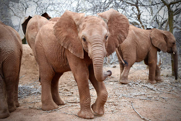 opious's tweet photo. Welcome baby Manda to the Opious family 🐘

In honour of our friend &amp; colleague Manda we have adopted baby Manda for 7 years in her memory ❤️

Manda's favourite animal is the elephant and we couldn't think of a better way to honour her than adopt an elephant with the same name https://t.co/84rTcB2U8g