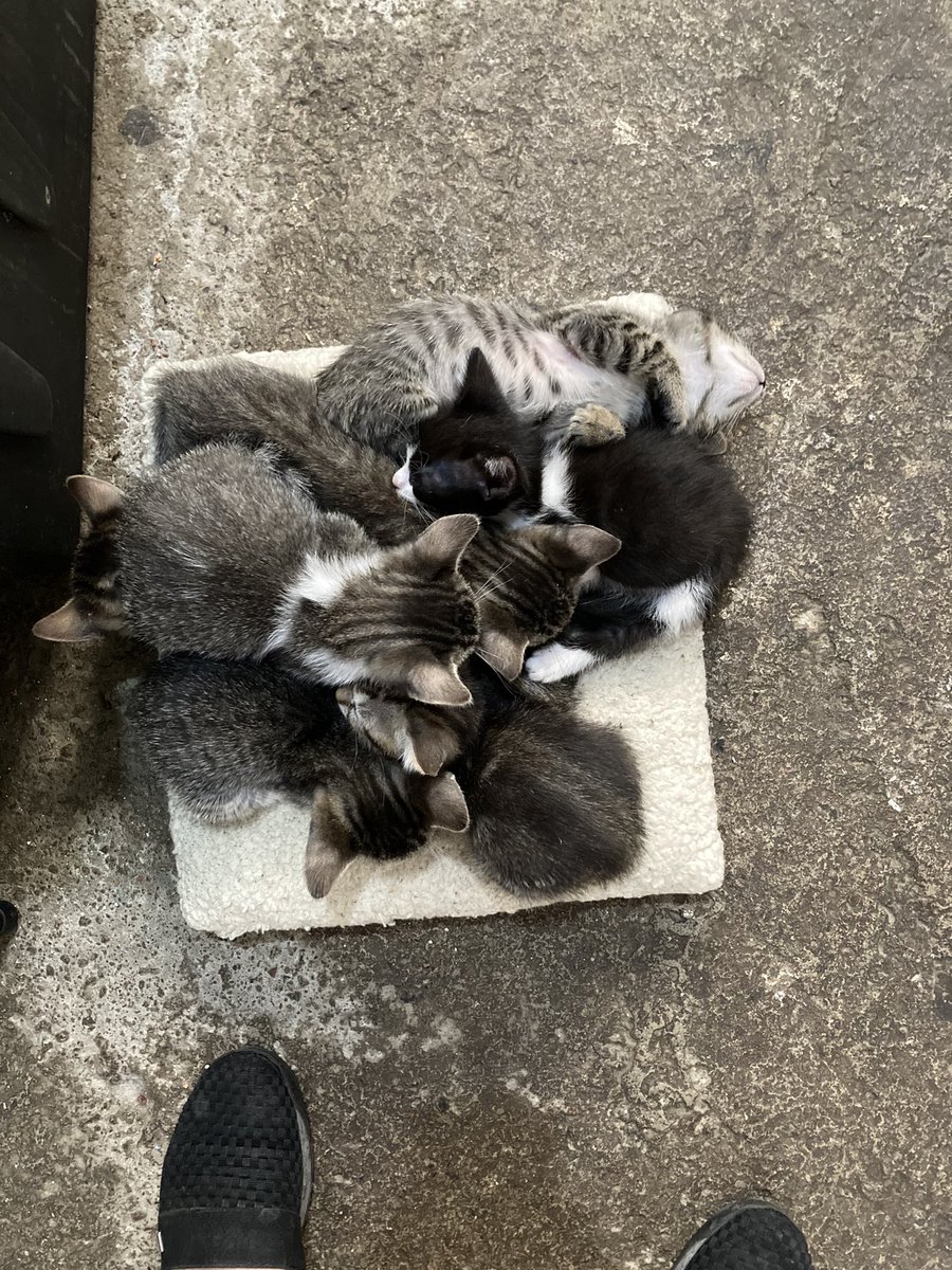 Meriid00's tweet photo. @EdgarNunezM Yo tengo 6 gatitos en adopción. Tienen 2 meses de edad! https://t.co/G4bXJ3Z8Hc