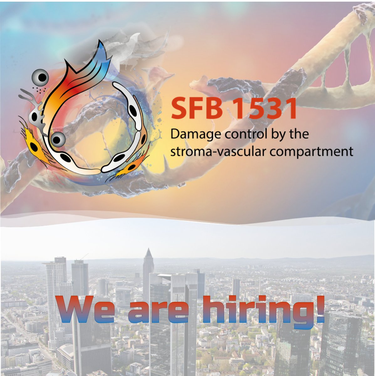 SFB 1531 (@sfb1531) on Twitter photo 📢 Join a fantastic team and benefit from the excellent training program in our new integrated research training group - check our website sfb1531.de/phd-positions for available PhD positions in various projects! Don`t miss this chance! <a href="/goetheuni/">Goethe-Universität</a> <a href="/mpi_hlr/">Max Planck Institute for Heart and Lung Research</a> <a href="/MDC_Berlin/">Max Delbrück Center</a> <a href="/uni_mainz/">Universität Mainz</a> 📢 Join a fantastic team and benefit from the excellent training program in our new integrated research training group - check our website sfb1531.de/phd-positions for available PhD positions in various projects! Don`t miss this chance! <a href="/goetheuni/">Goethe-Universität</a> <a href="/mpi_hlr/">Max Planck Institute for Heart and Lung Research</a> <a href="/MDC_Berlin/">Max Delbrück Center</a> <a href="/uni_mainz/">Universität Mainz</a>
