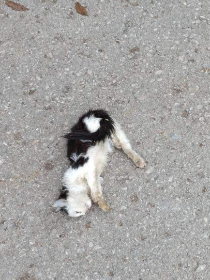 WeskerIsOurGod's tweet photo. @KopekSorunu Zamanını hatırlamıyorum ama tahminen birkaç ay önce arkadaşım atmıştı. Beslediğimiz yavru kedilerden birini köpek sıkmış, ne yazık ki ölmüştü. https://t.co/m7TP2nPOMV