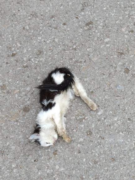 WeskerIsOurGod's tweet photo. @KopekSorunu Zamanını hatırlamıyorum ama tahminen birkaç ay önce arkadaşım atmıştı. Beslediğimiz yavru kedilerden birini köpek sıkmış, ne yazık ki ölmüştü. https://t.co/m7TP2nPOMV