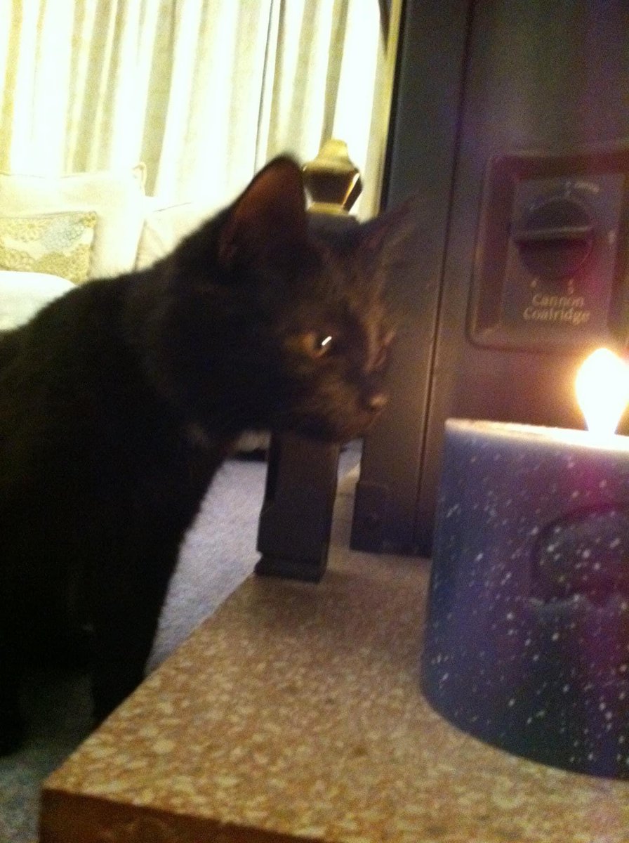 victoriiaaburn's tweet image. This morning, we had to say goodbye to our beautiful boy. After 11 years, our sweet little Odie sadly passed away.
Odie, thank you for letting me love you over the past 11 years. You were my best friend, and I will love you forever. Sleep tight, my beautiful boy 💔🕊