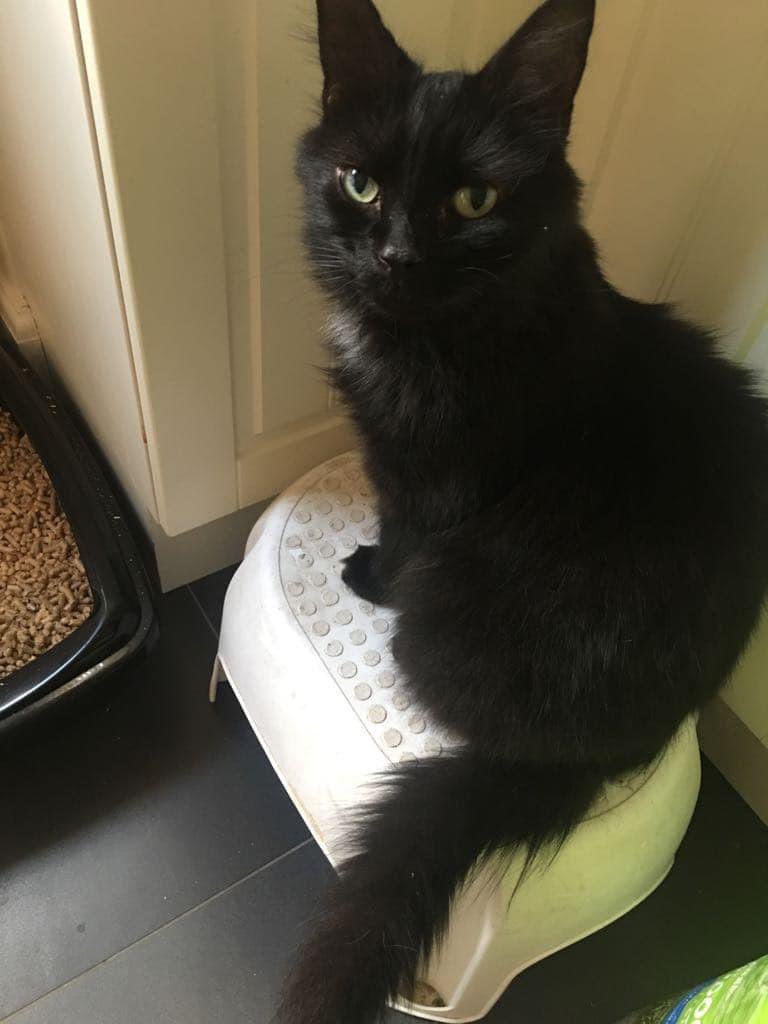 victoriiaaburn's tweet image. This morning, we had to say goodbye to our beautiful boy. After 11 years, our sweet little Odie sadly passed away.
Odie, thank you for letting me love you over the past 11 years. You were my best friend, and I will love you forever. Sleep tight, my beautiful boy 💔🕊