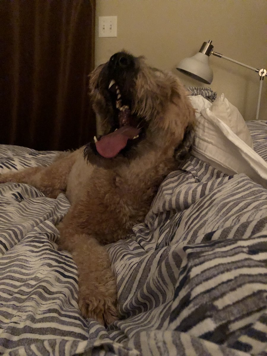 The Occasional Fergus: While I'm away giving a pair of presentations at the @WritersDigest Annual Conference in NY, someone has decided to take advantage of this unique opportunity and check out my side of the bed.

#wdc22