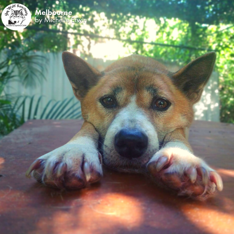 ShyWolfSanct's tweet photo. Melbourne is a New Guinea Singing Dog and his kind is considered as one of the rarest canines in the world. Do you want to learn more about Melbourne's story? Check this out. https://t.co/Xy4WNjdOOj
#ShyWolfSanctuary #Naples #Florida #Melbourne #NewGuineaSingingDog #NGSD https://t.co/mfDig0siWF
