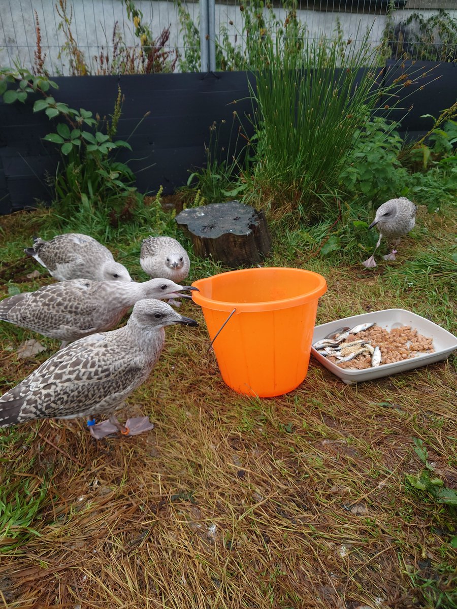 EmmaInzani's tweet image. Been very busy with our now lil flying gull chicks😍 Just finished our behavioural studies of these inquisitive chicks w/@Gull_Mad but my #PhdStudy is not over yet! Some of these chicks have been fitted with GPS tags (like a lightweight backback) to see where they go when free
1/