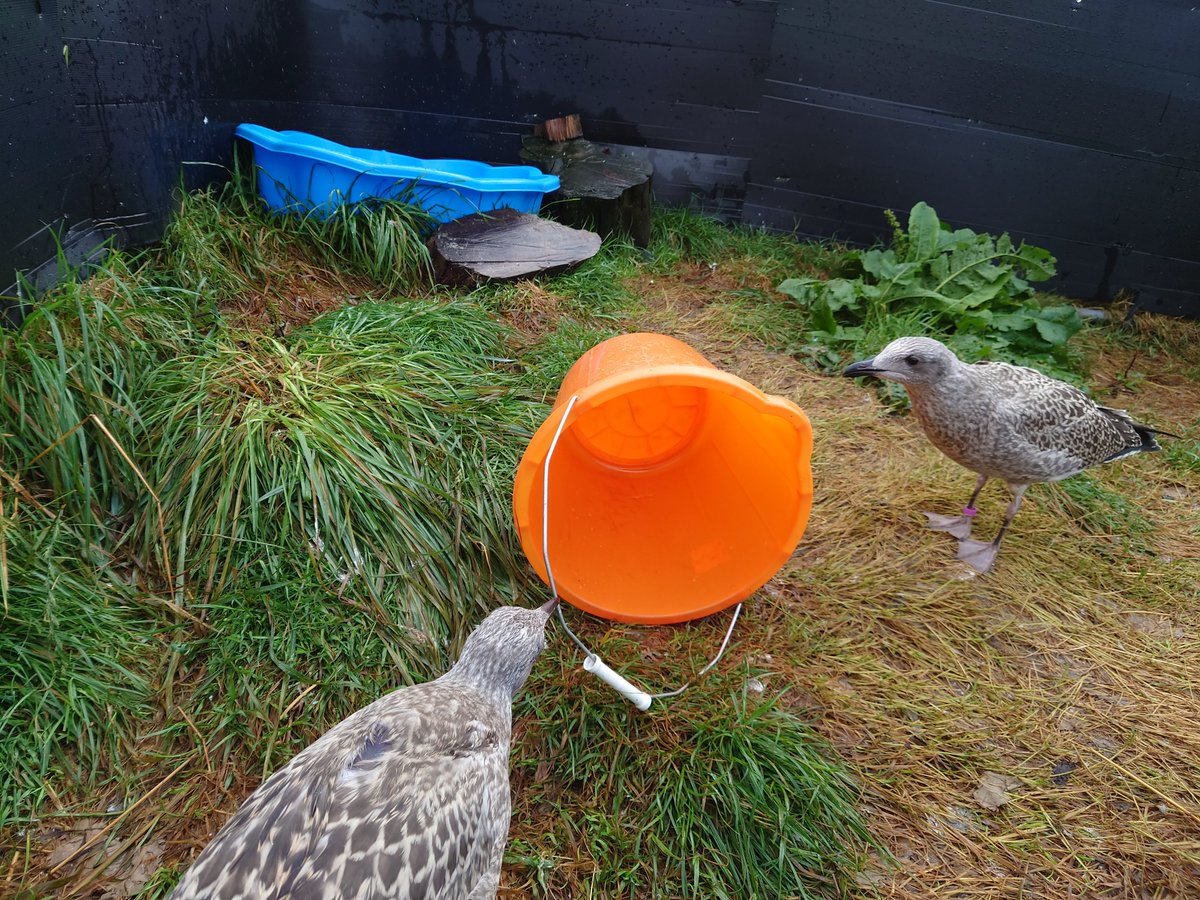 EmmaInzani's tweet image. Been very busy with our now lil flying gull chicks😍 Just finished our behavioural studies of these inquisitive chicks w/@Gull_Mad but my #PhdStudy is not over yet! Some of these chicks have been fitted with GPS tags (like a lightweight backback) to see where they go when free
1/