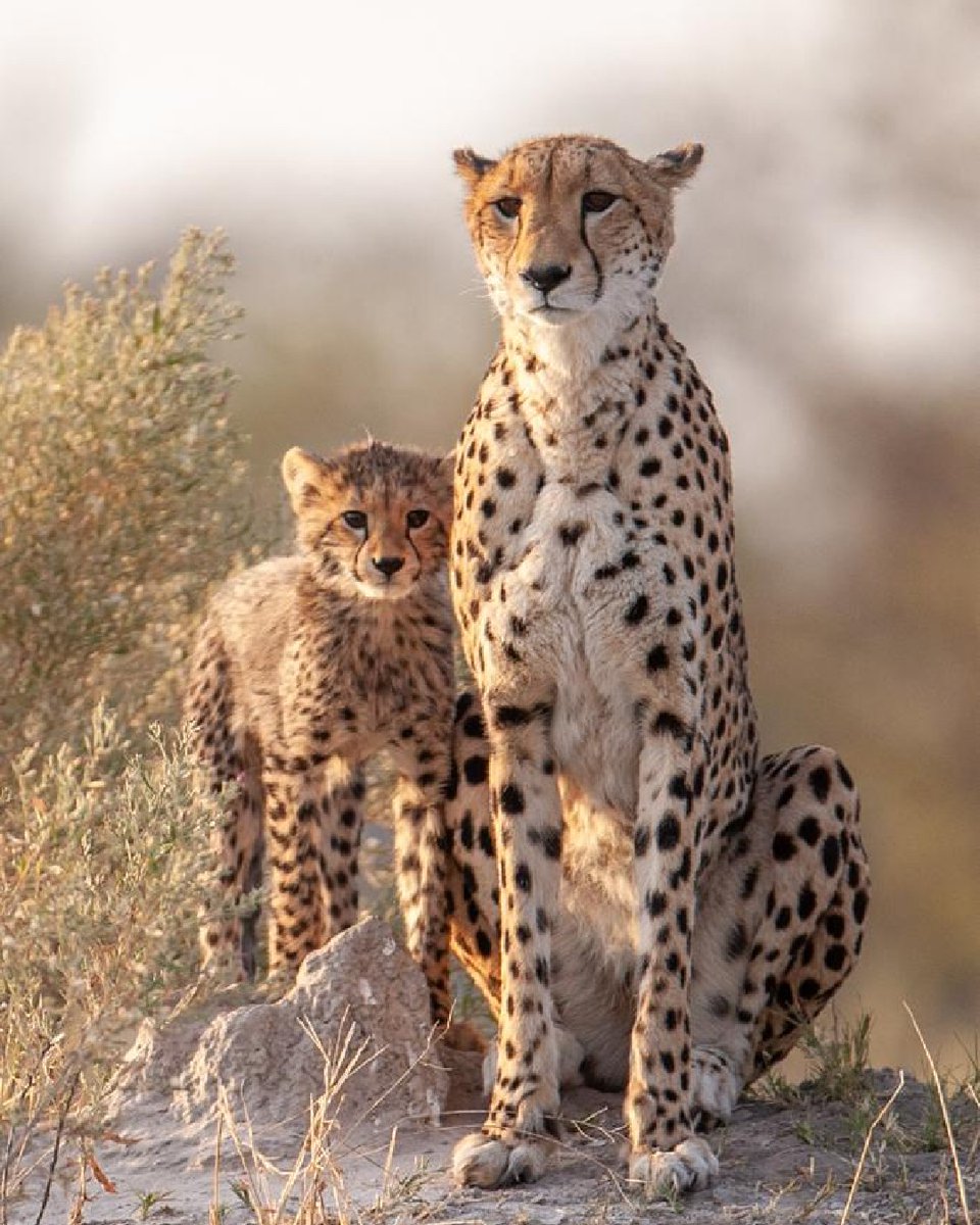 WeAreWilderness's tweet photo. #Chitabe turns 25 this year! To celebrate, we have curated a collection of extraordinary encounters captured by renowned #photographer and Chitabe co-owner, Dave Hamman. See all 25 photographs: https://t.co/B5r6mZdYia
πΈ Dave Hamman
#WeAreWilderness #WildernessSafaris https://t.co/QUQ6Aolvdn