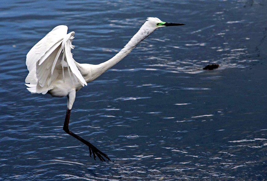 Egret of the Day