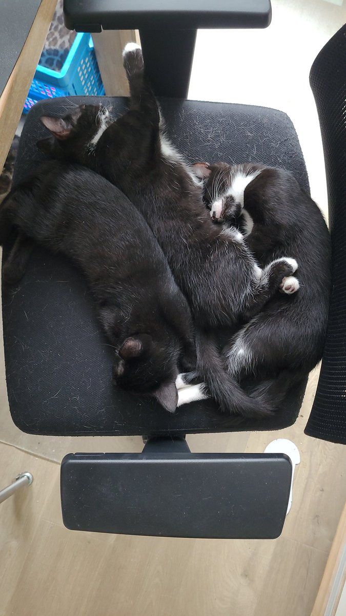anaaborg's tweet photo. Lieve, schattige kittens. Goed gesocialiseerd met andere katten en honden. Bij voorkeur 2 aan 2 geplaatst.
https://t.co/ER0aFUmOJ5 https://t.co/jb1Y9h6TKV