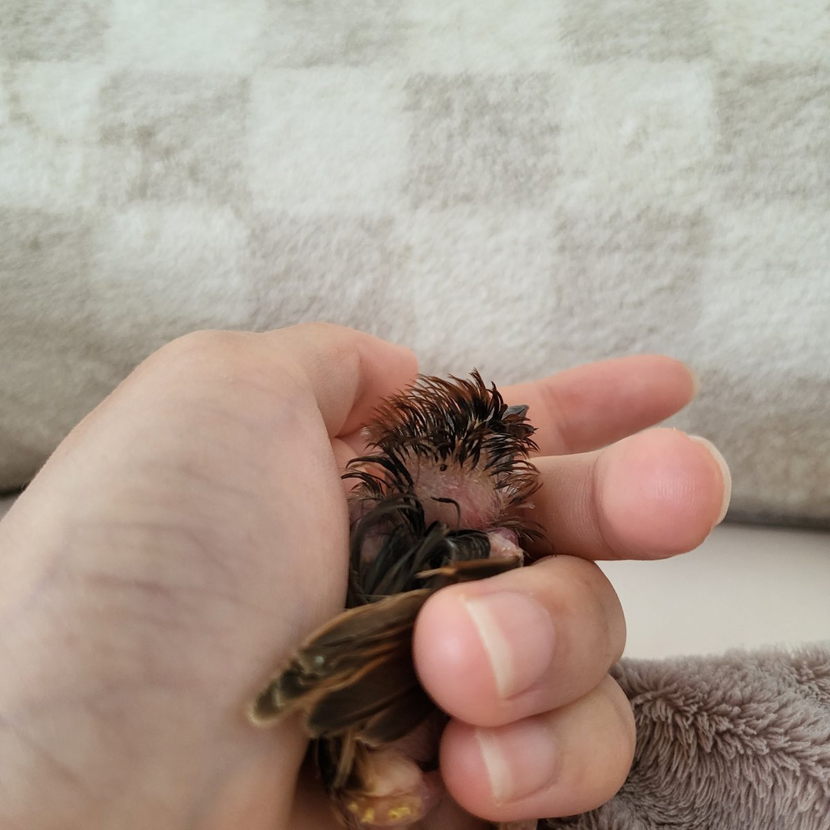 트리 목욕했는데 털이 너무 하찮음