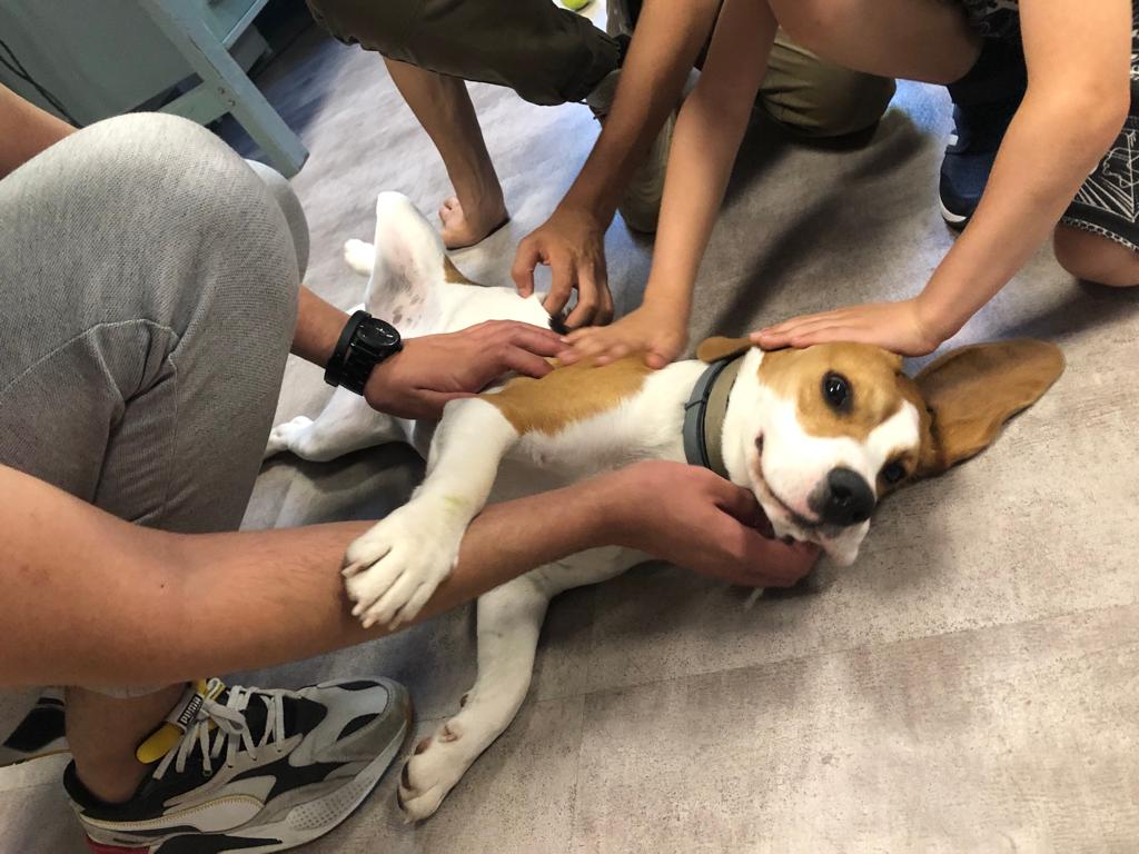 sc_rfid's tweet image. 🐶🐶🐶 Twisty débarque dans nos locaux 🐶🐶🐶 

Aujourd'hui, Twisty est venu nous apporter sa bonne humeur !

Entre caresse et croquette, il est très vite devenu la star de la journée chez SpringCard 😁

#dogatwork #petatwork #bienetreautravail #officedogs