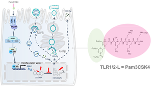 HepvirTeam's tweet photo. Paper accepted for publication in AVR @MicrobeTweets on "the antiviral mechanisms of action of the TLR1/2 agonist Pam3CSK4 in hepatitis B virus (HBV)-infected hepatocytes". Congrats to all the members of the team involved especially @manonds14 @David_Durantel! https://t.co/gNcrVaxA1t