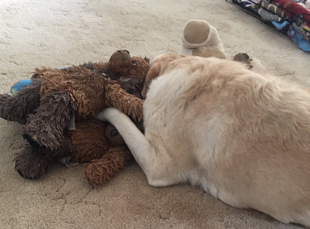 ColonelGarroway's tweet photo. “You’re right, no Human Being would stack bears like this”
(He literally does this by himself🥰)
#LabradorRetriever #BritishLab #BuildABear #Chewbacca https://t.co/wCWc7rEdhT