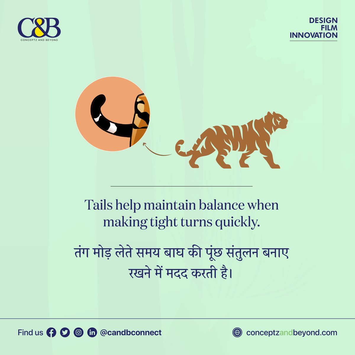 candbconnect's tweet photo. #InternationalTigerDay, which is celebrated annually on 29 July, aims to draw attention to the majestic #tiger in its #natural #habitat and how it is threatened with extinction. It also aims to encourage people to protect #wild #tigers from poachers and illegal #wildlife trade. https://t.co/fUwPwa1Aw7