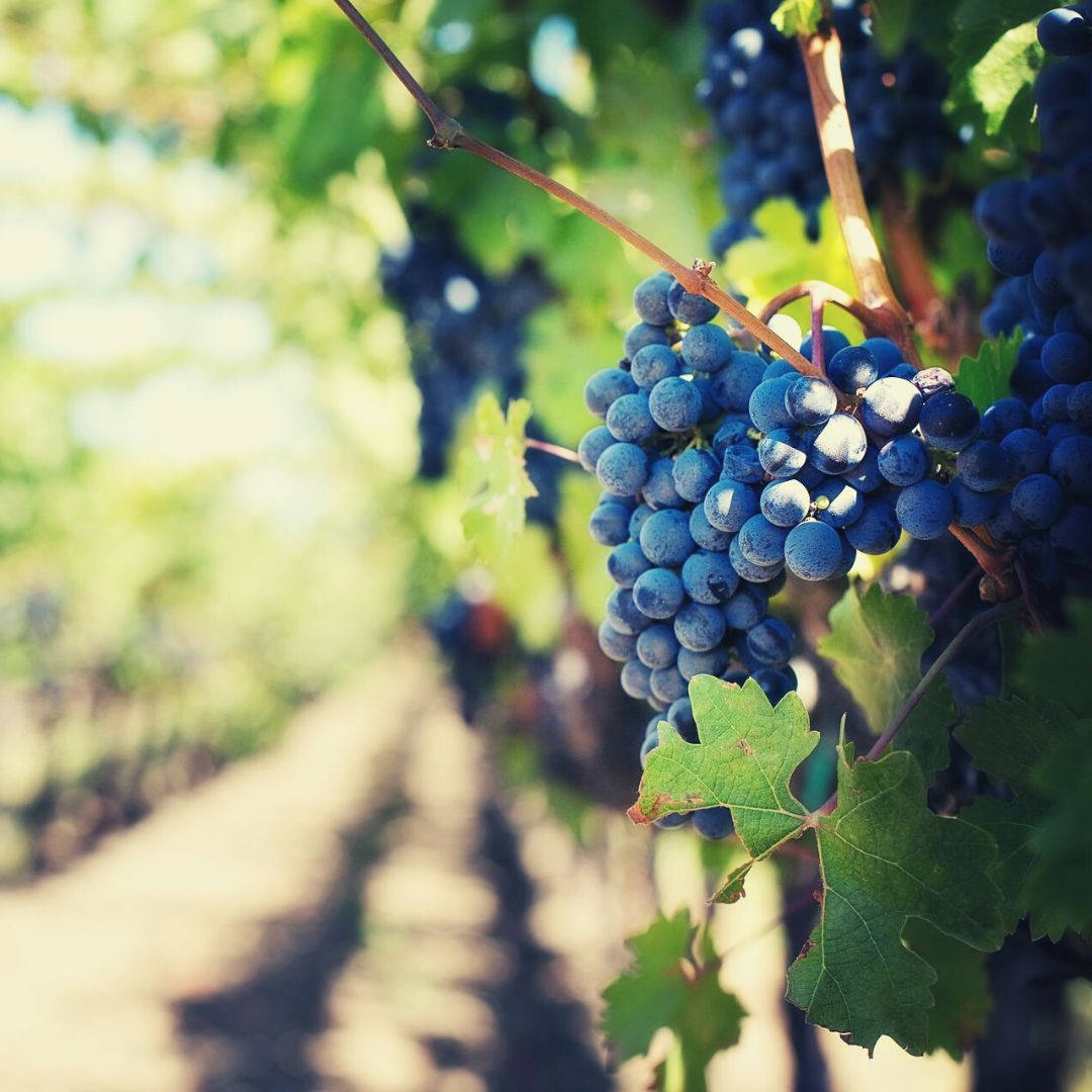 ¿Qué es el enoturismo y dónde practicarlo?

Traemos un interesante artículo sobre el enoturismo:

my.mtr.cool/kgktkzmmfe

¿Te gusta el vino? ¿Te gusta el turismo? Esto te interesa.

Dinos en comentarios dónde sueles practicar el enoturismo. 

#enoturismo #enoturismoespaña