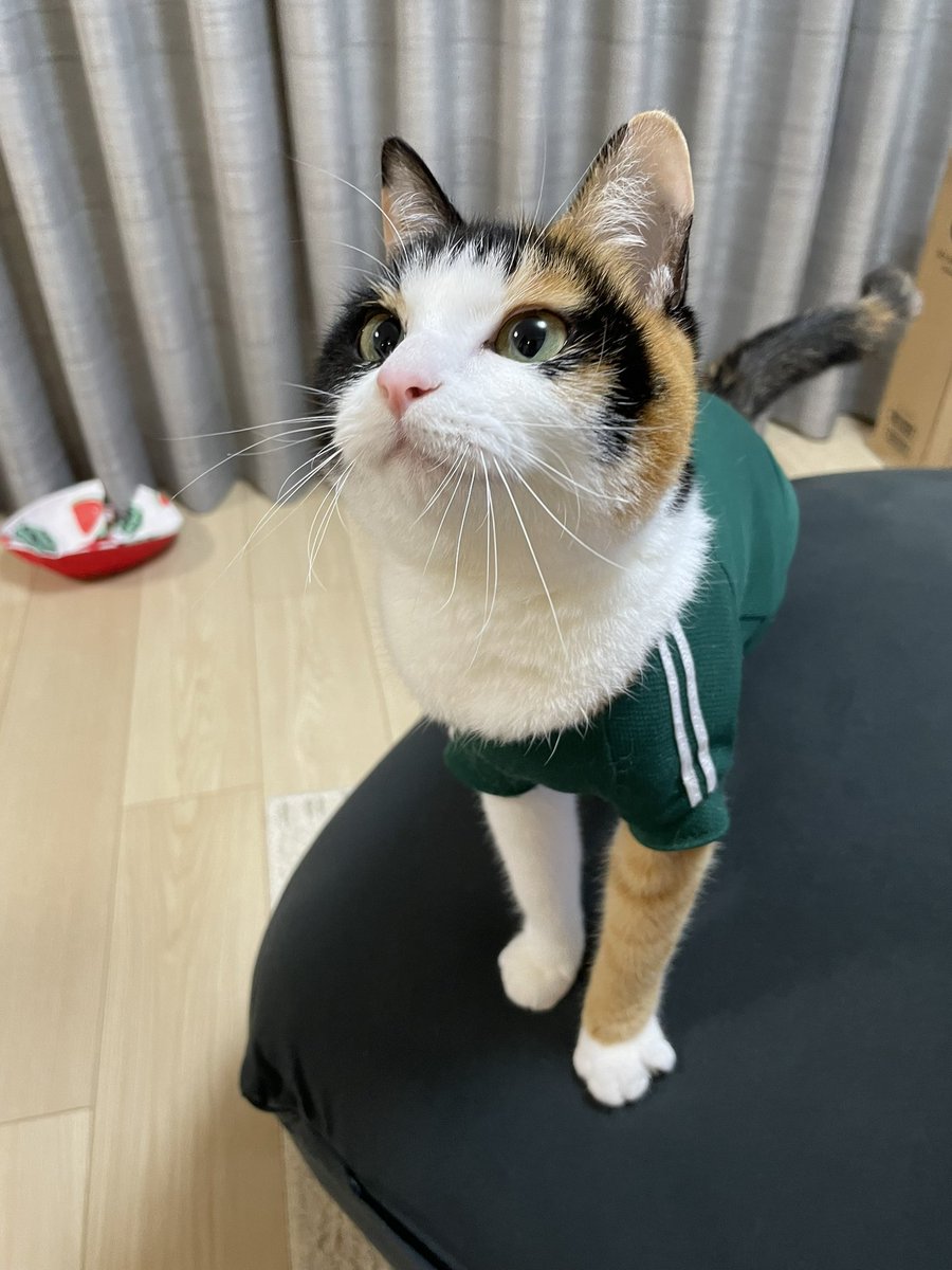nachos0420's tweet photo. ㊗️3000フォロワー突破しました🥰
なっちゃんネット記事にもしていただきましたが、みなさまのおかげです。ありがとうございます。
今後ともよろしくお願いします😸

#ねこ #猫 #cat #猫好きさんと繋がりたい #猫の居る暮らし #保護服 https://t.co/TgRZiB8pm1