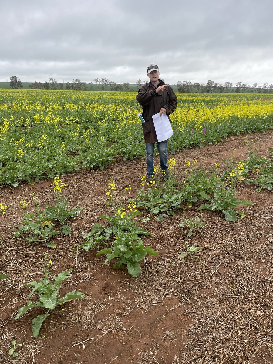 Very interesting work <a href="/wayneparker13/">wayne parker</a> and @DPIRDWA team addressing multiple challenges through re-engineering the profile at this heavy site and visual differences in canola with a gravel mulch at a nearby site at the <a href="/3FINFINFIN/">3FIN</a> field walk today <a href="/S_M_Bowman/">Scott Bowman</a> <a href="/GRDCWest/">GRDC West</a>